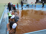 R60603pool7.jpg